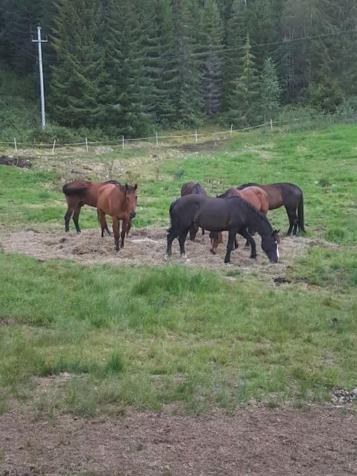 River Run Ranch - Telemark Drangedal Exteriör bild