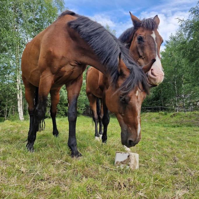 River Run Ranch - Telemark Drangedal Exteriör bild